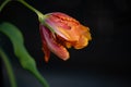 French tulip flower, beautiful orange and yellow tulip against black background. Extraordinary tulip with jagged petals
