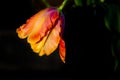 French tulip flower, beautiful orange and yellow tulip against black background. Extraordinary tulip with jagged petals Royalty Free Stock Photo