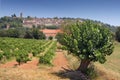 French vineyard