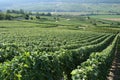 French Vineyard Royalty Free Stock Photo