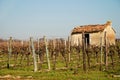French vineyard Royalty Free Stock Photo