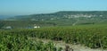 French vineyard Royalty Free Stock Photo