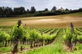 French vineyard Royalty Free Stock Photo