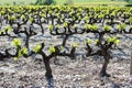 French vineyard in the Ardeche Royalty Free Stock Photo