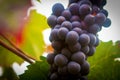 French Vineyard Grape Cluster Royalty Free Stock Photo