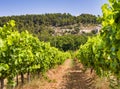 French Vineyard in summer season. Winery in beautiful Provence hills