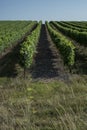 French vineyards leading up to a blue sky