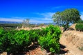 French vineyards in provence