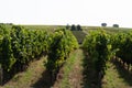 French vineyards in Saint Emilion city Bordeaux in France Royalty Free Stock Photo