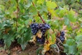 French wine region Corbieres Royalty Free Stock Photo