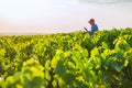 A french winegrower in his vines at sunset