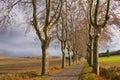 French winters scenic Landscape. Iconic plane trees of France Royalty Free Stock Photo