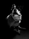 FrenchBulldog Black and white Royalty Free Stock Photo