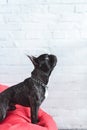 Frenchie dog sitting on red bean bag Royalty Free Stock Photo