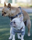 Frenchie humping another Frenchie