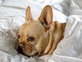 Frenchie tucked in bed Royalty Free Stock Photo