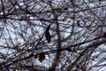 A frequent grid of branches Royalty Free Stock Photo