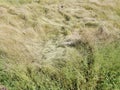 Frequent overgrown weeds field Royalty Free Stock Photo