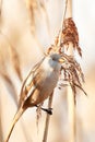 The bearded tit sitting on reed Royalty Free Stock Photo