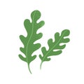 Fres arugula leaf. Rucola, garden rocket. Greens, leafy vegetable. Healthy veggie food. Ruccola herbs, seasoning. Flat