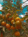 Fres orange fruit in the botanica garden