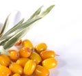 Fres sea buckthorn berries with leafs Royalty Free Stock Photo