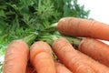 Fresch carrot