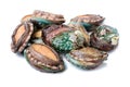 Fresh Abalone Royalty Free Stock Photo