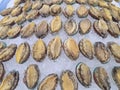 Fresh abalone display on market for sale