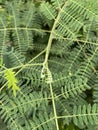 fresh Acacia leaves of outdoors daytime