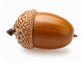Fresh Acorn On Plain White Surface Royalty Free Stock Photo