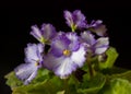 Fresh African violet, black isolated. Royalty Free Stock Photo