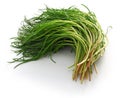 Fresh agretti, italian vegetable