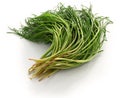 Fresh agretti, italian vegetable