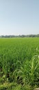 Fresh air in the morning in the rice fields