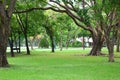 fresh air in park.green area create a good environment in the city for people to have outdoor activities Royalty Free Stock Photo