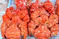 Fresh alaska king crab Royalty Free Stock Photo