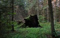 Fresh Alder tree mixed forest in summer