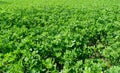 Fresh alfalfa lucerne field in springtime