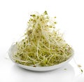 Fresh Alfalfa Sprouts Royalty Free Stock Photo