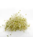 Fresh Alfalfa Sprouts Royalty Free Stock Photo