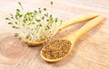 Fresh alfalfa sprouts and seeds - closeup. Royalty Free Stock Photo