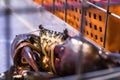 Fresh alive black sea crab tied in cage in seafood market