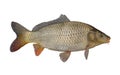 Fresh alive carp fish isolated on white background Royalty Free Stock Photo