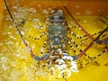 Fresh alive lobster in yellow water tank Royalty Free Stock Photo