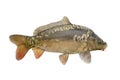 Fresh alive mirror carp fish isolated on white background Royalty Free Stock Photo