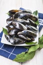 Fresh and alive mussels for cooking