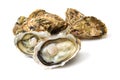 Fresh alive oysters