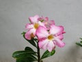 Pink & White Bignonia blossom