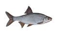 Fresh alive roach fish isolated on white background. Latina rutilus rutilus